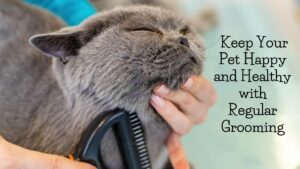 pet grooming routine